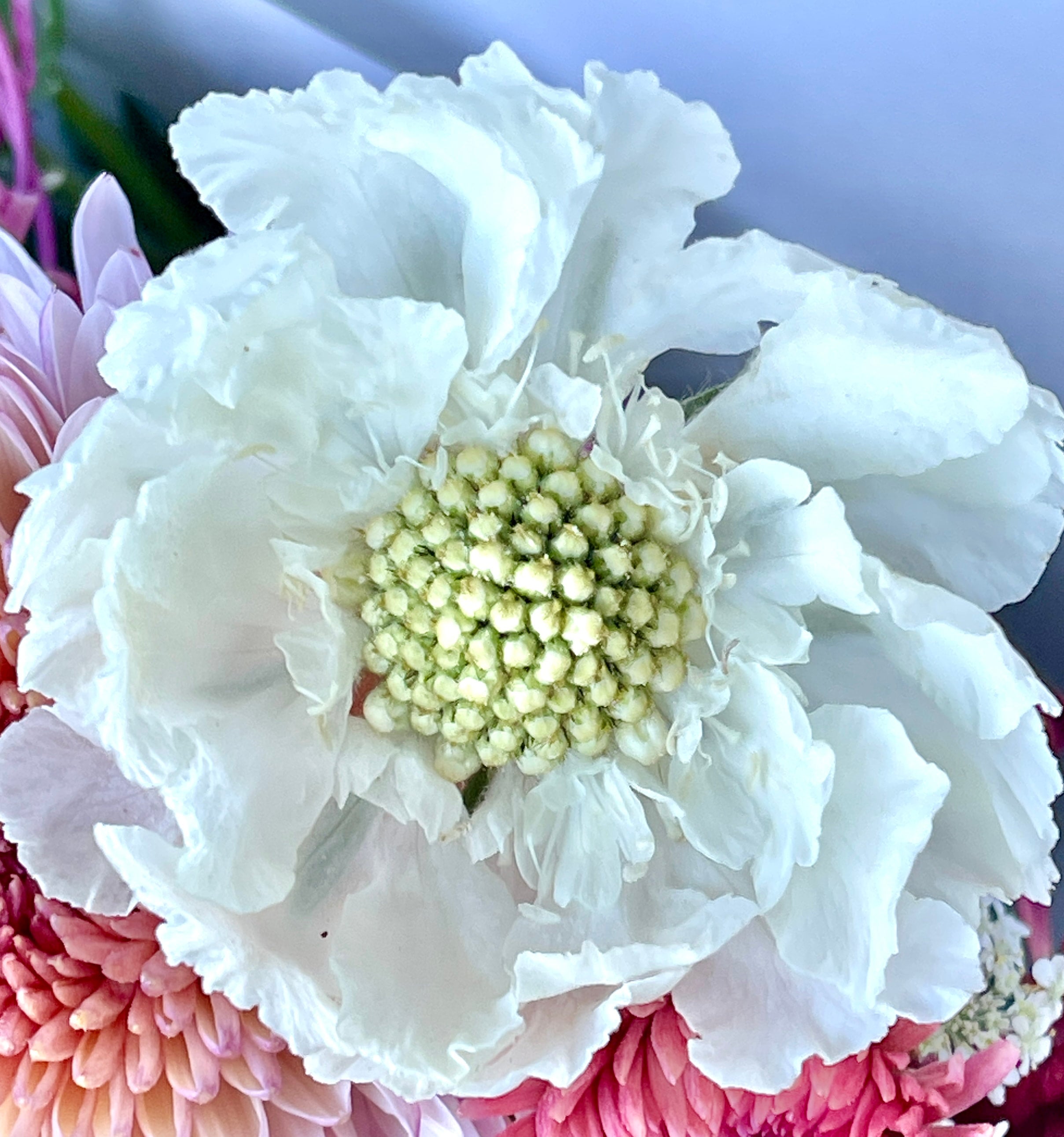 SEEDLING - Scabiosa Fama 'White' | Southern Highlands Flower Farm