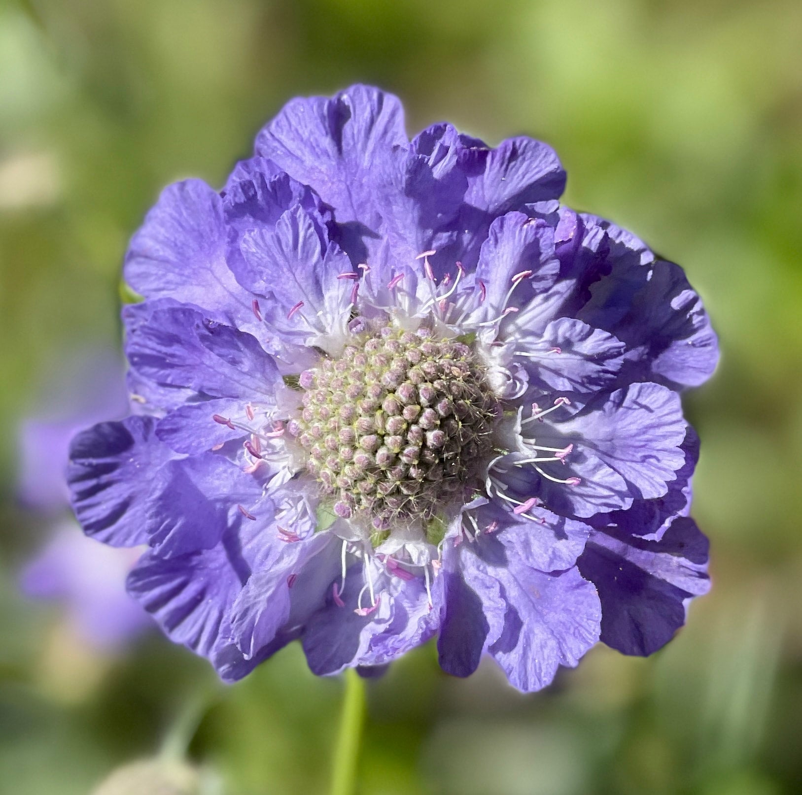 seedling-scabiosa-fama-deep-blue-southern-highlands-flower-farm