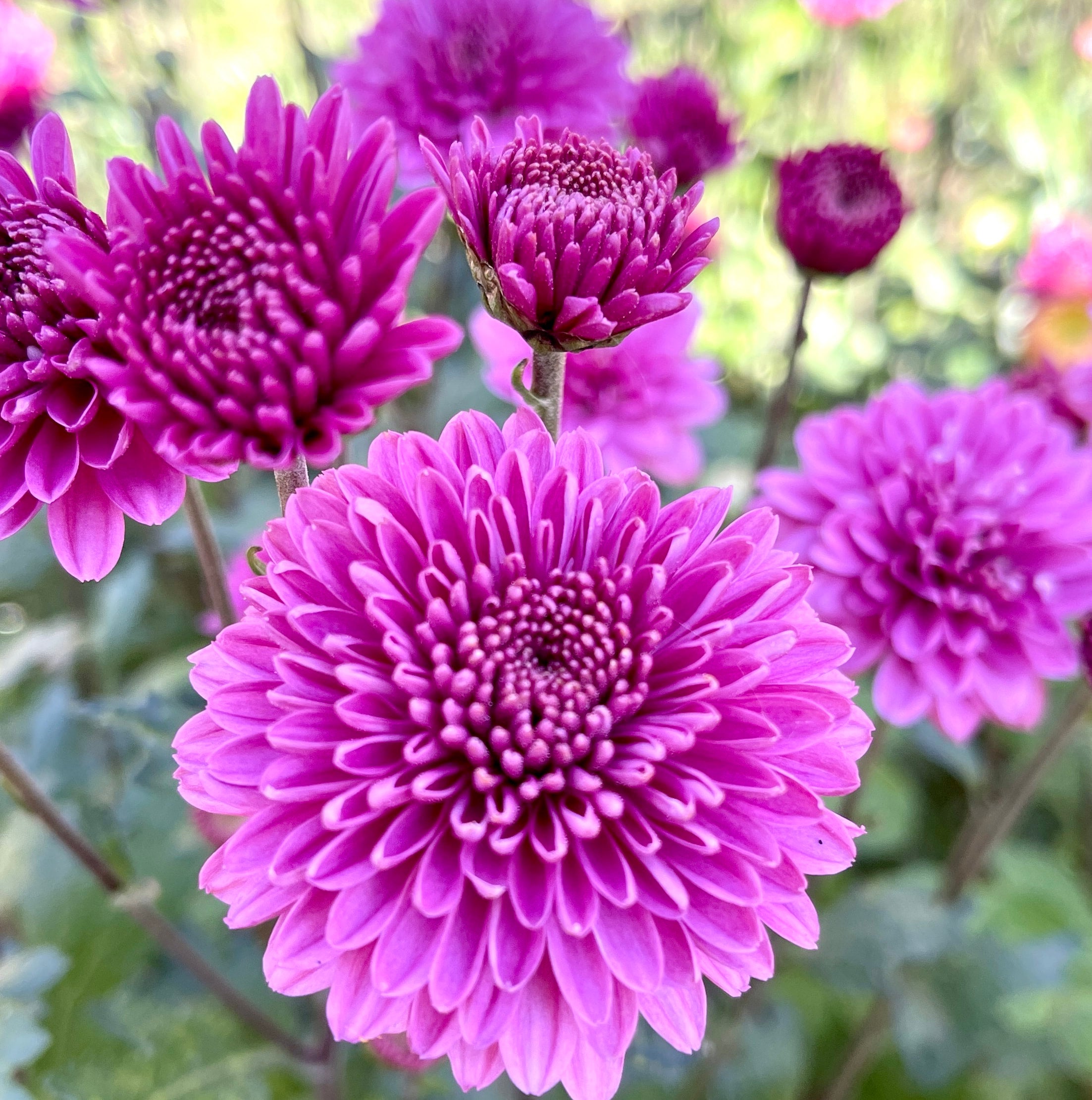 Heirloom Chrysanthemum - KELVIN BONNIE BLUE | Southern Highlands Flower ...