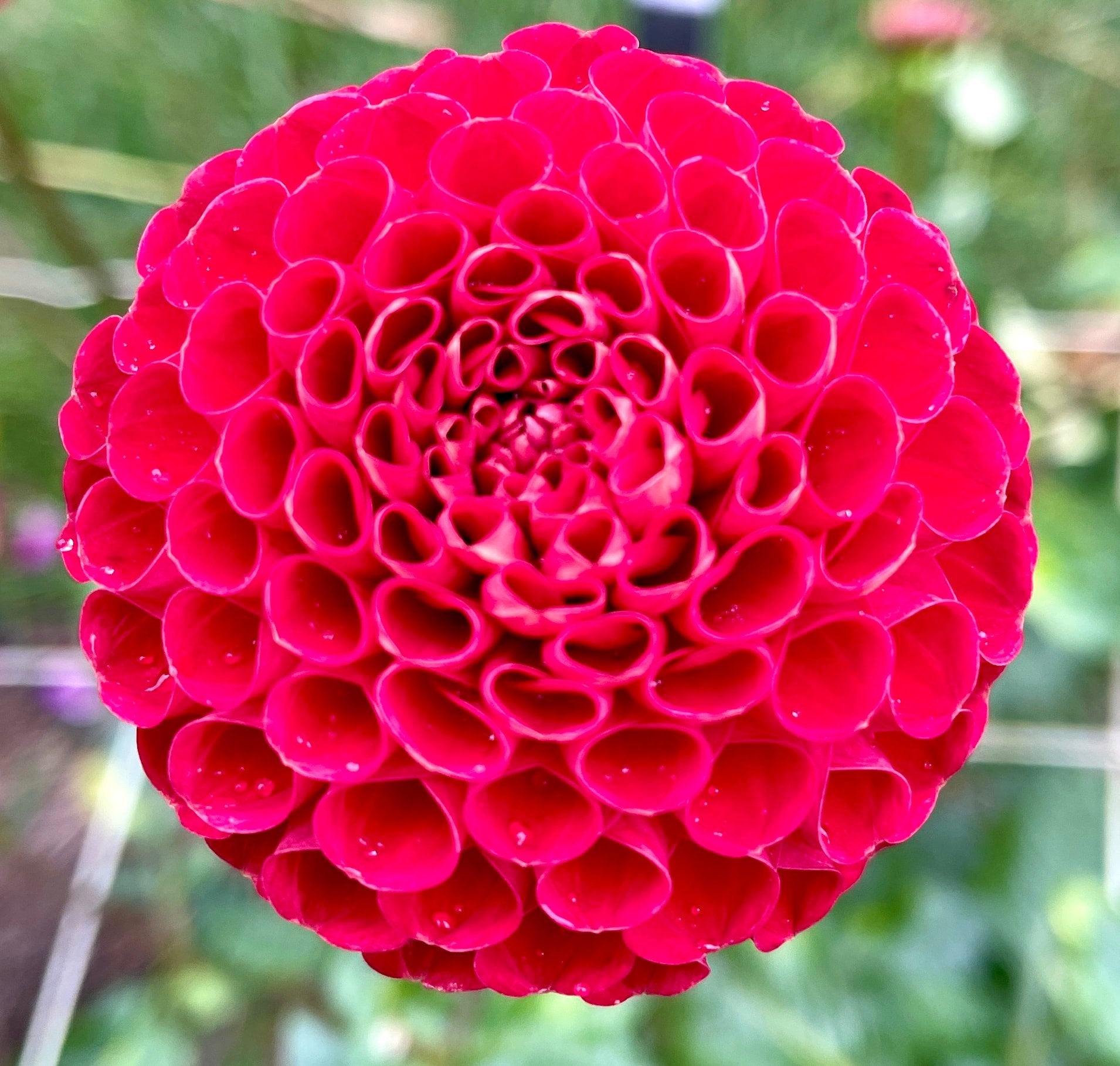 Florelie Aunty Maz | Southern Highlands Flower Farm